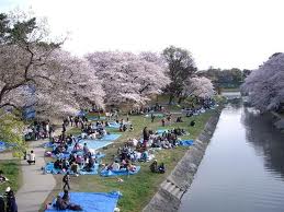 愛知県桜祭り 名古屋城のお花見と見頃