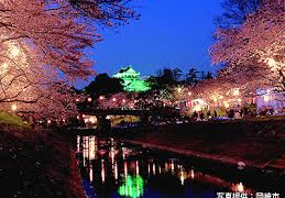 岡崎公園夜桜