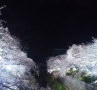 山崎川四季の道夜桜