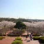 大高緑地公園桜
