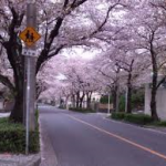 弥富公園桜