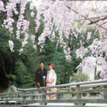 徳川園桜