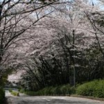 牧野ヶ池公園桜