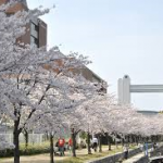 白鳥公園桜