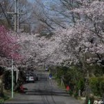 相生山緑地桜