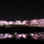 荒子川公園桜