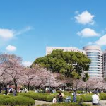 鶴舞公園桜