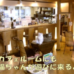 名古屋猫カフェなーごなーご