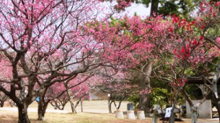 岡崎南公園梅祭り