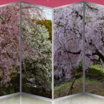 白鳥庭園桜花見茶会