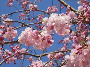 山崎川四季の道桜
