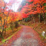 愛知県民の森