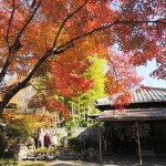 日本庭園 有楽苑