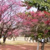 岡崎南公園梅祭り