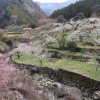 川売の梅花梅祭り