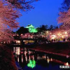 岡崎公園夜桜